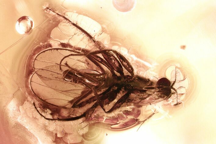 Detailed Fossil Dance Fly (Hybotidae) In Baltic Amber #328180